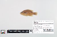 Lepomis cyanellus image
