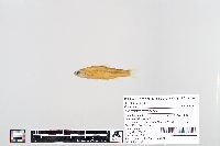 Notropis blennius image