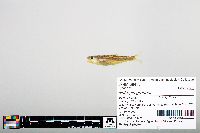 Notropis greenei image