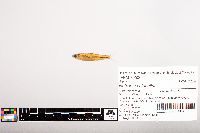 Notropis volucellus image