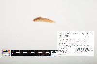 Noturus flavus image