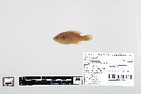 Lepomis cyanellus image
