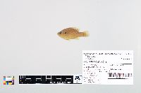 Lepomis cyanellus image