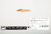 Noturus flavus image