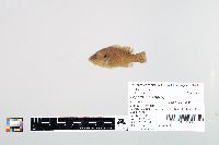 Lepomis cyanellus image