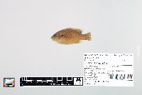 Lepomis cyanellus image