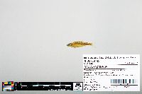 Notropis greenei image