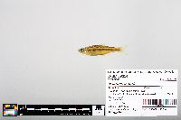 Notropis boops image