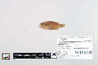 Lepomis cyanellus image