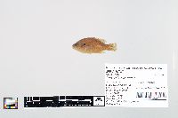 Lepomis cyanellus image