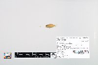 Lepomis cyanellus image