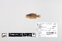 Lepomis cyanellus image