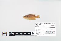 Lepomis cyanellus image