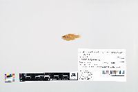 Lepomis cyanellus image