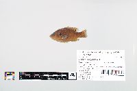Lepomis cyanellus image