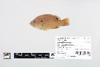 Lepomis cyanellus image