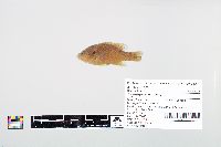 Lepomis cyanellus image