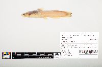 Noturus flavus image