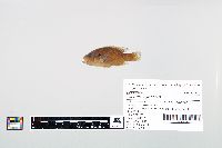 Lepomis cyanellus image