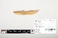 Noturus flavus image