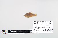 Lepomis cyanellus image