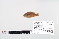Lepomis cyanellus image