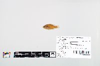 Lepomis cyanellus image