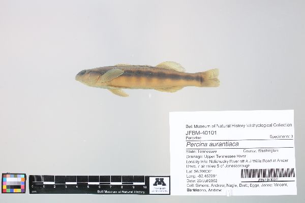 Percina image