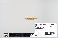 Fundulus catenatus image