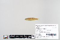 Fundulus catenatus image