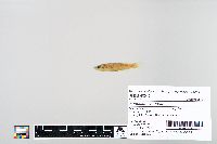 Fundulus catenatus image