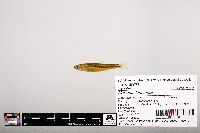 Notropis leuciodus image