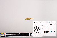 Notropis micropteryx image