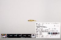 Notropis leuciodus image