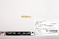 Notropis volucellus image