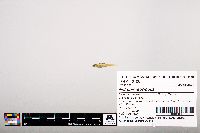 Notropis leuciodus image