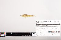 Notropis volucellus image
