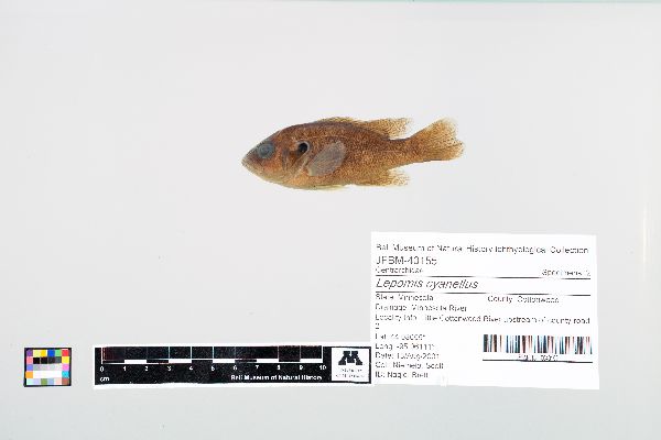 Lepomis cyanellus image