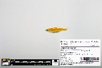 Notropis boops image