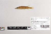 Image of Esox americanus
