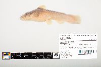 Noturus flavus image