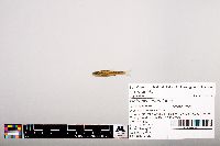 Notropis heterolepis image
