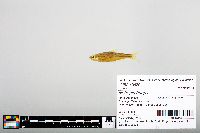 Notropis boops image