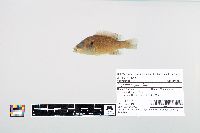 Lepomis cyanellus image