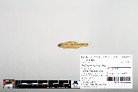 Notropis hudsonius image