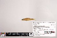Notropis stramineus image