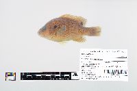 Lepomis cyanellus image