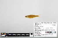 Notropis boops image