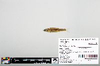 Notropis greenei image
