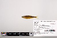 Notropis leuciodus image